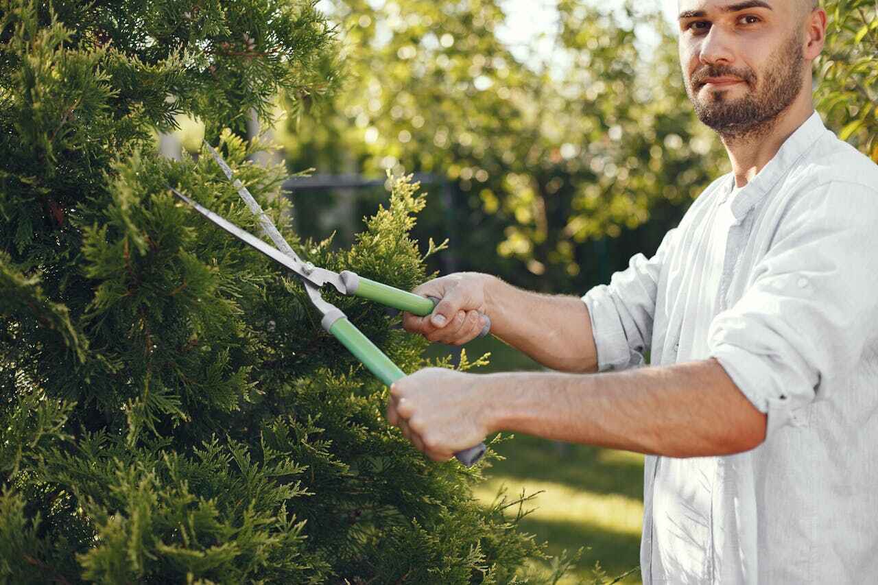 Best Tree Health Inspection  in USA